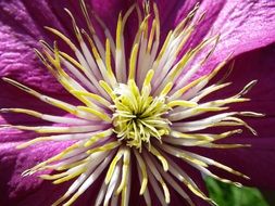 close-up photo of bright pink flower with a yellow core in the sun