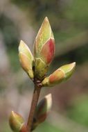 tree branch with flower buds close-up on blurred background