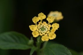 ornamental plant with yellow inflorescence closeup
