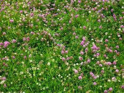 clover flowers on a green meadow