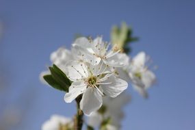 branch with lush spring flowering close up