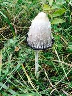 mushroom on a green meadow in summer