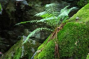 young fern on a green stone