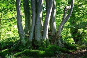 landscape of Trees growing in Group at spring forest