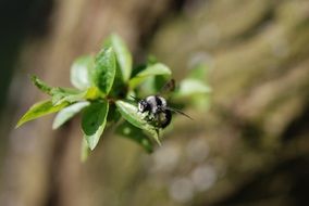 Bumblebee Spring
