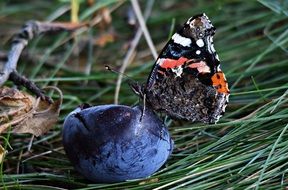 Butterfly Plum