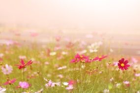 meadow in colorful flowers in the fog