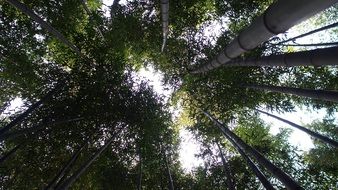 Damyang Bamboo Forest against the sky