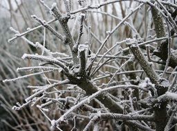 tree branches in hoarfrost in winter