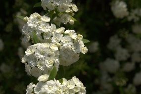 Beautiful and magnificent, blooming White Flowers