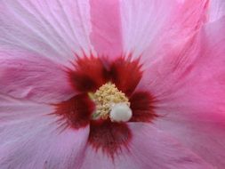 pink Hibiscus Flower petals macro