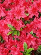 lush red flowers in the garden closeup
