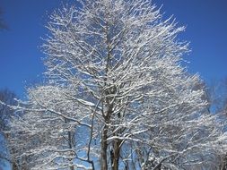 Frozen tree in winter