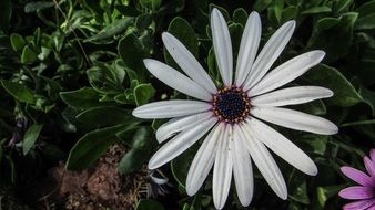 white daisy in the spring garden