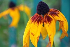yellow flower with lowered petals