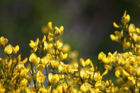 small yellow flowers on the branches of a bush