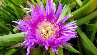 small bug on the purple flower