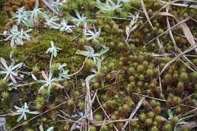 vegetation in china close up