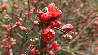 bush with red blossoms