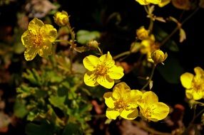 gold strawberry flowers