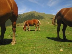landscape of horses on a green meadow on hills