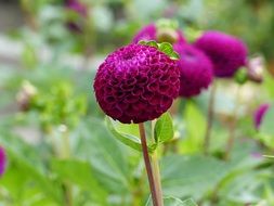 Close-up of the beautiful, spherical, purple dahlia flowers with green leaves