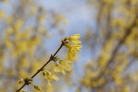 closeup photo of forsythia bush in spring