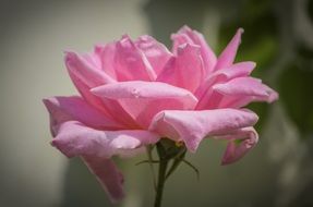 pale pink rose in the garden