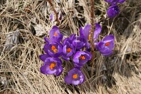 Purple Flower in dead dry grass