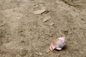 shell on ninety mile beach in New Zealand