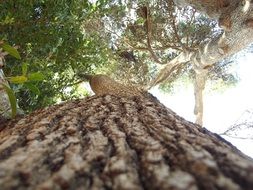 bark of a big tree close up