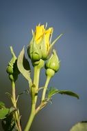 ellow Rose Blossom