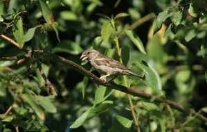 gray sparrow on a branch of a green tree