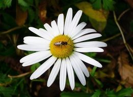 insect on white camomile closeup