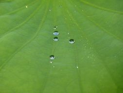 drops of water on the lotus leaf