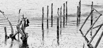branches in the lake in black and white image