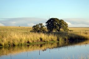 Picture of River and meadow Landscape