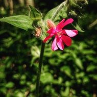 Close up of the beautiful pink Flower with green leaves in nature