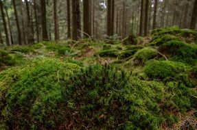 green moss in the peaceful forest