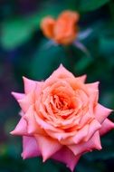 rose in the summer garden