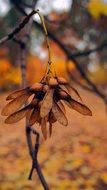 late autumn close up