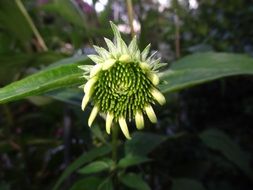 exotic green flower