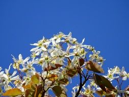 blooming tree in spring day against the blue sky