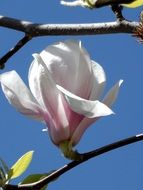 pink-white magnolia on a branch