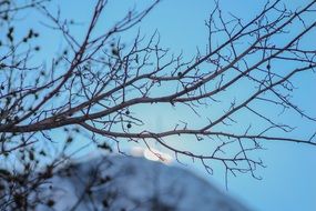 Beautiful view of the snowy mountains through the branches in winter