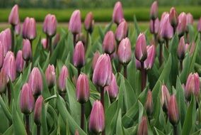 pink tulip flowers in spring