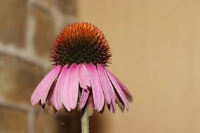 pink garden flower with sun hat