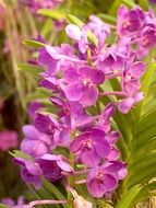 Orchid Flowers Bright Violet