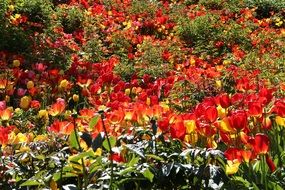 Colorful tulip flowers bloom in nature