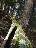 Nature Trunk Cedar